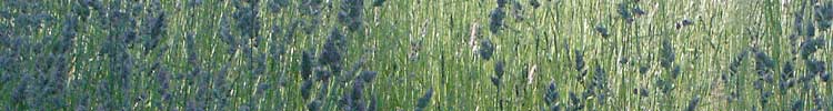 ECOgrasses